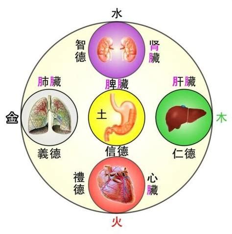 中醫裡面，土是屬於哪一個人的臟腑|臟腑